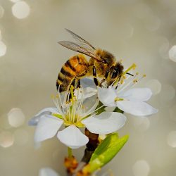 Finanzspritze für Insektenbiotechnologie