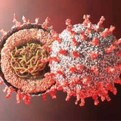 Meilenstein der Corona-Forschung: 3D-Karte der Virus-RNA erstellt